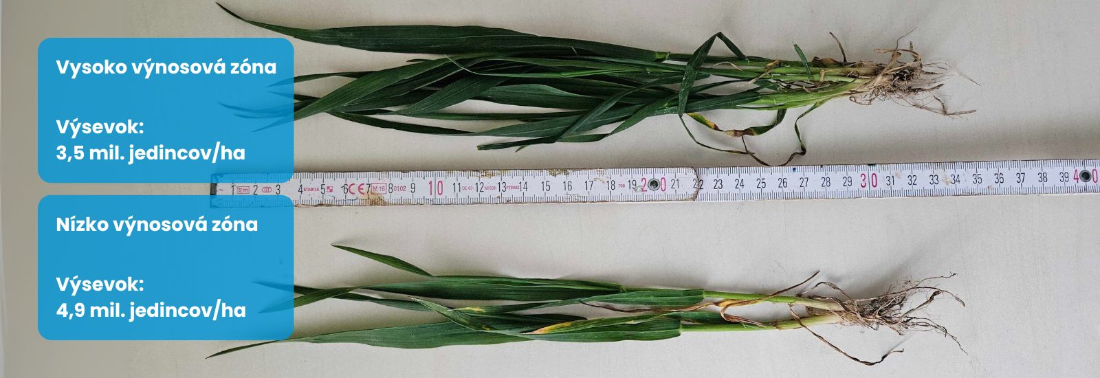 Porovnání počtu odnoží