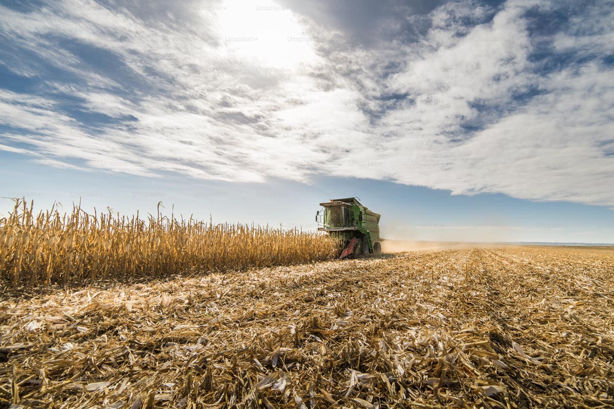 Kombajn sklízející na poli