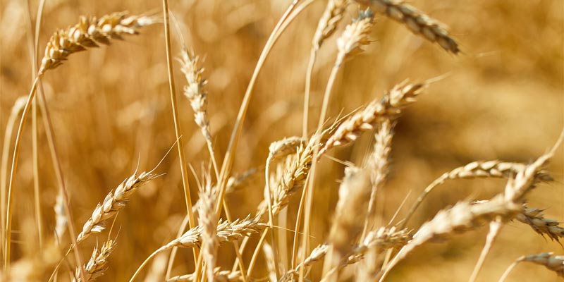 Pšeničné pole